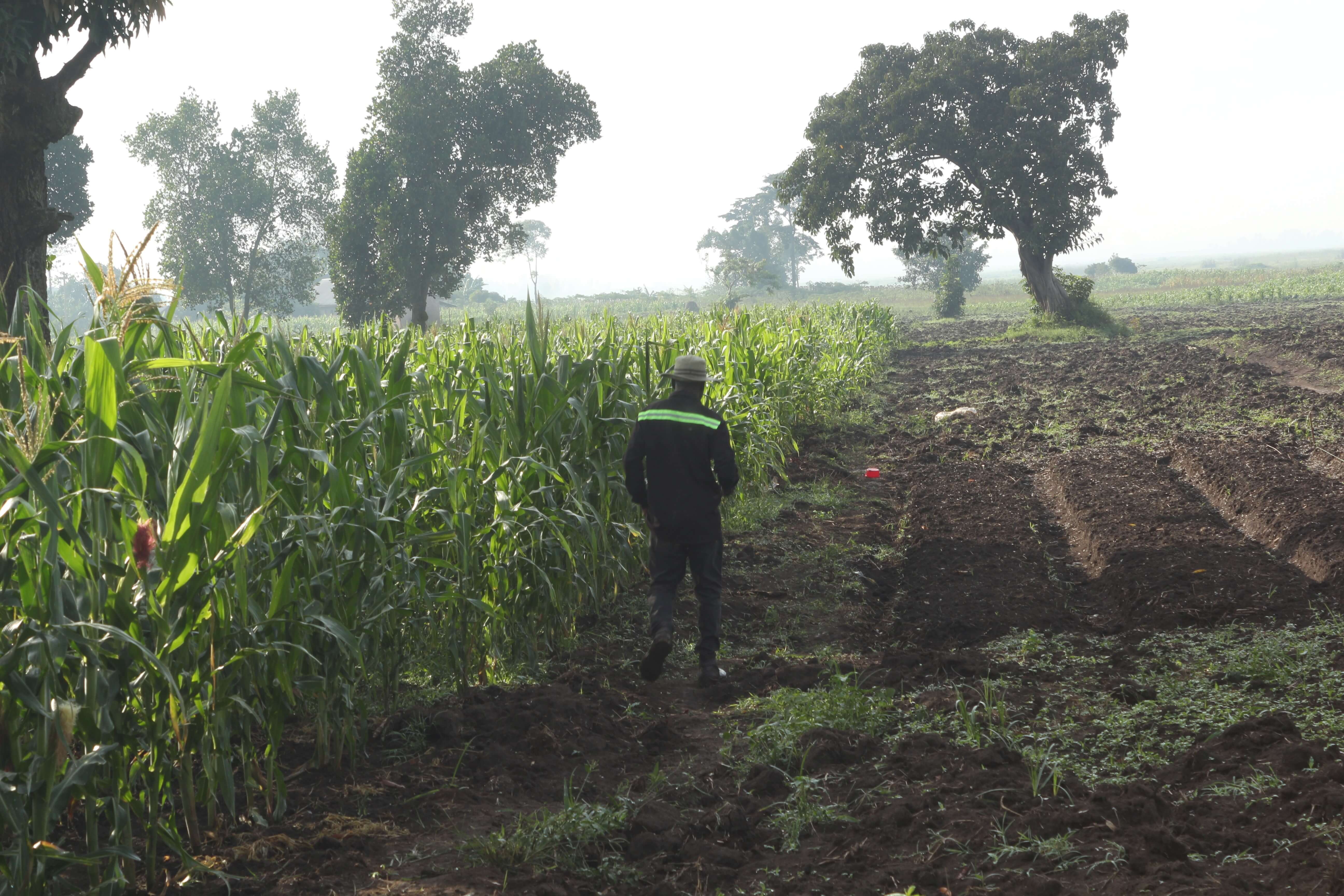 Crop growing